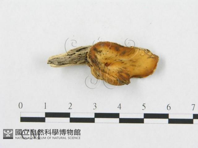 登錄號:F0007037藏品圖，第1張