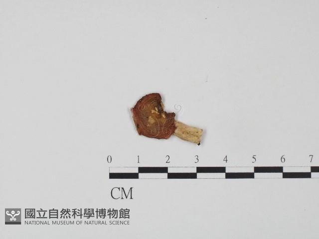 紅菇屬藏品圖，第1張