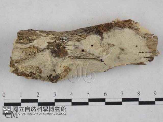 登錄號:F0025037藏品圖，第1張