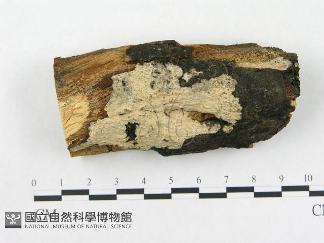 登錄號:F0005037藏品圖，第1張