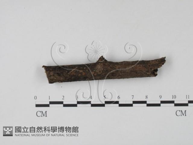 登錄號:F0015037藏品圖，第1張
