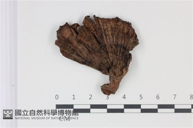 登錄號:F0035037藏品圖，第1張
