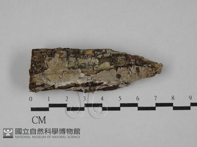 刺皮菌屬藏品圖，第1張
