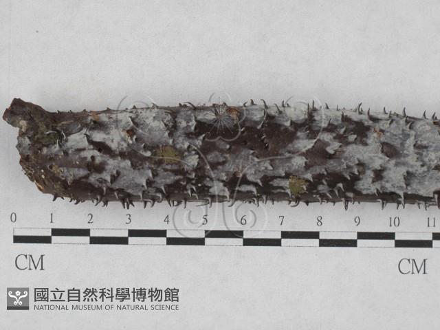 絲皮菌屬藏品圖，第1張