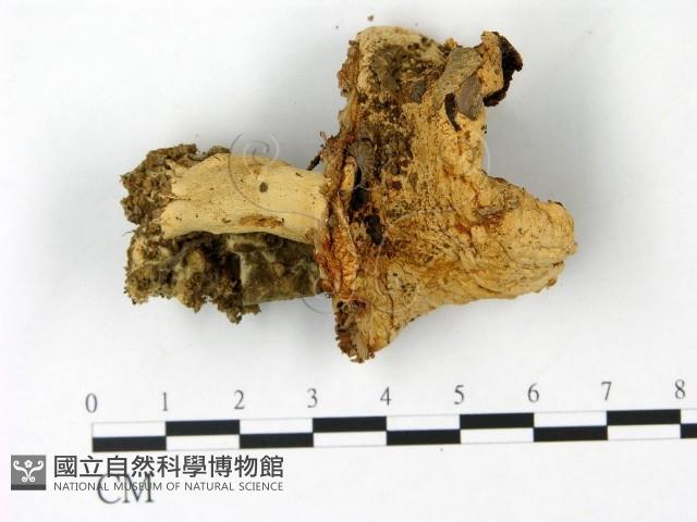 登錄號:F0023037藏品圖，第1張