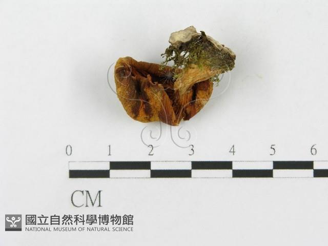 登錄號:F0013037藏品圖，第1張