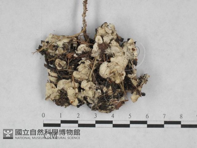 膠孔菌屬藏品圖，第1張
