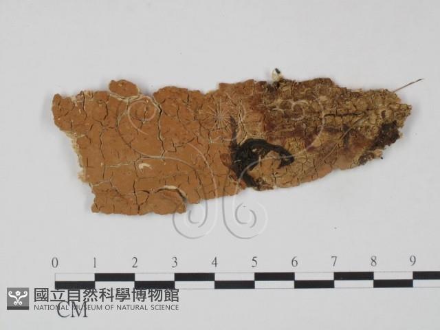 登錄號:F0008337藏品圖，第1張