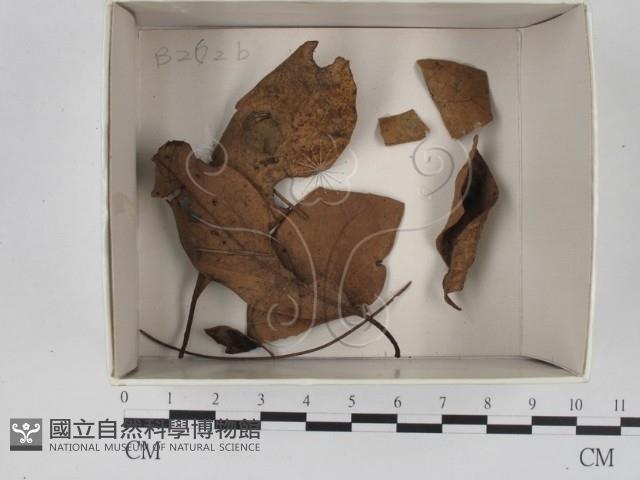 登錄號:F0018337藏品圖，第1張