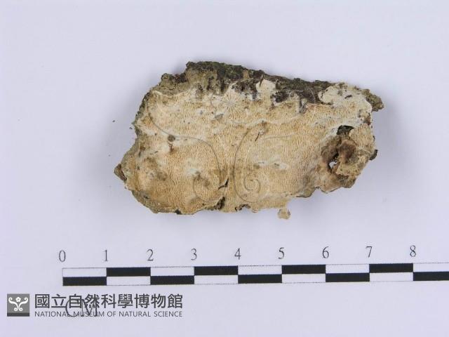 登錄號:F0020337藏品圖，第1張