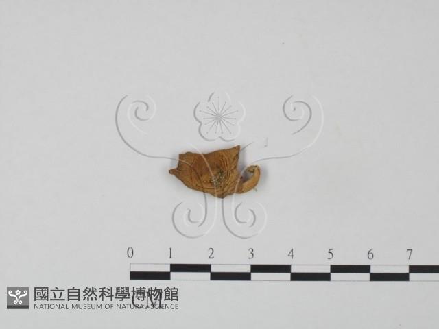 登錄號:F0000337藏品圖，第1張