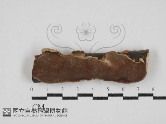 登錄號:F0030337藏品圖，第1張