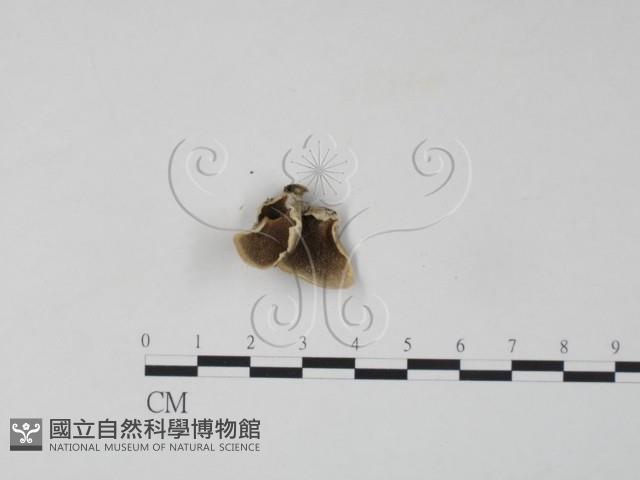 雲芝藏品圖，第1張