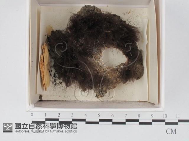 登錄號:F0021337藏品圖，第1張