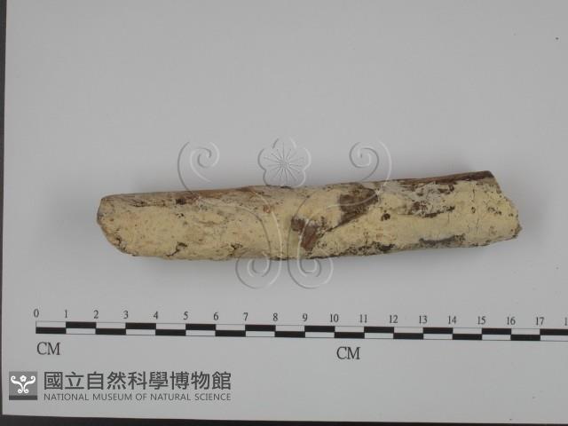 館號:F0001337藏品圖，第1張