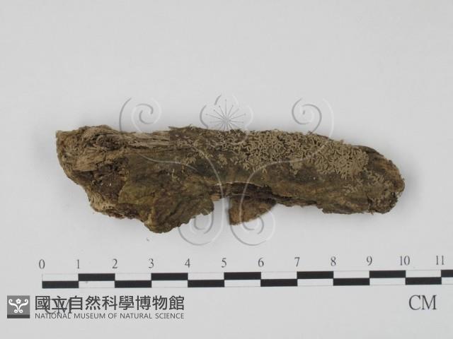 登錄號:F0011337藏品圖，第1張