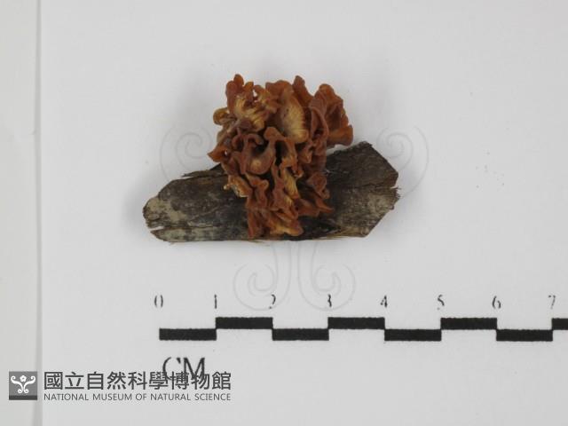 登錄號:F0031337藏品圖，第1張