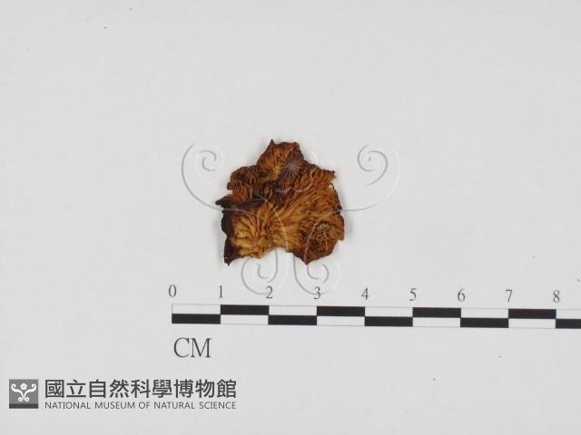 登錄號:F0024337藏品圖，第1張