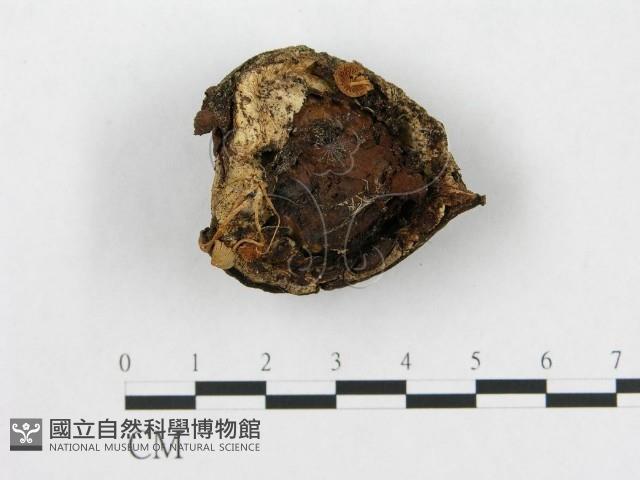 登錄號:F0014337藏品圖，第1張