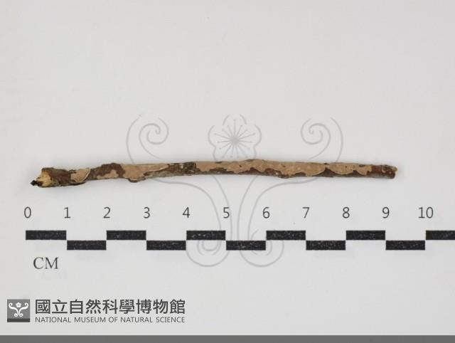 登錄號:F0034337藏品圖，第1張