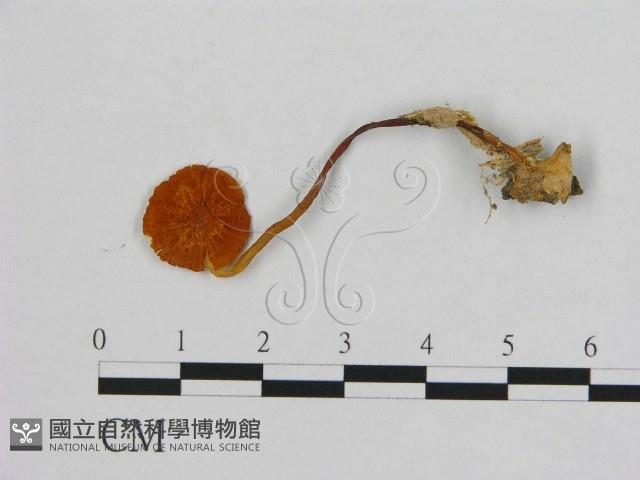 小皮傘屬藏品圖，第1張