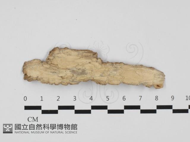 登錄號:F0032337藏品圖，第1張
