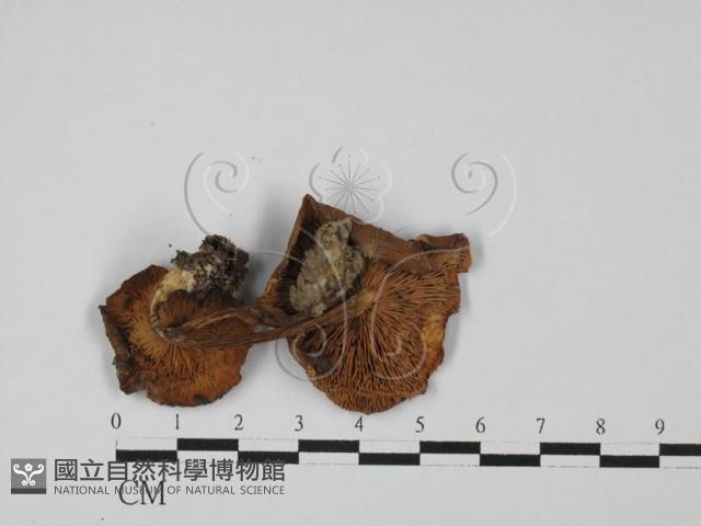登錄號:F0027337藏品圖，第1張