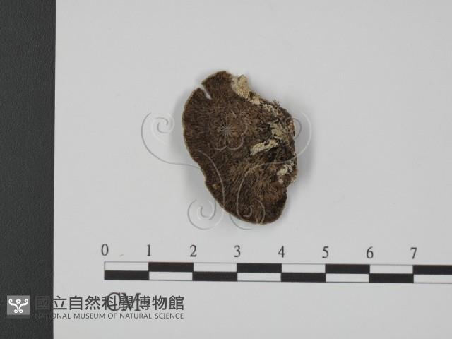 登錄號:F0007337藏品圖，第1張