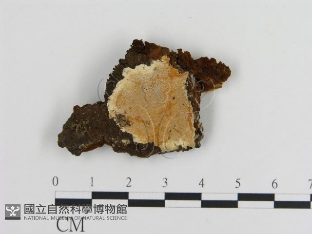 登錄號:F0017337藏品圖，第1張