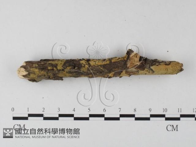 登錄號:F0025337藏品圖，第1張