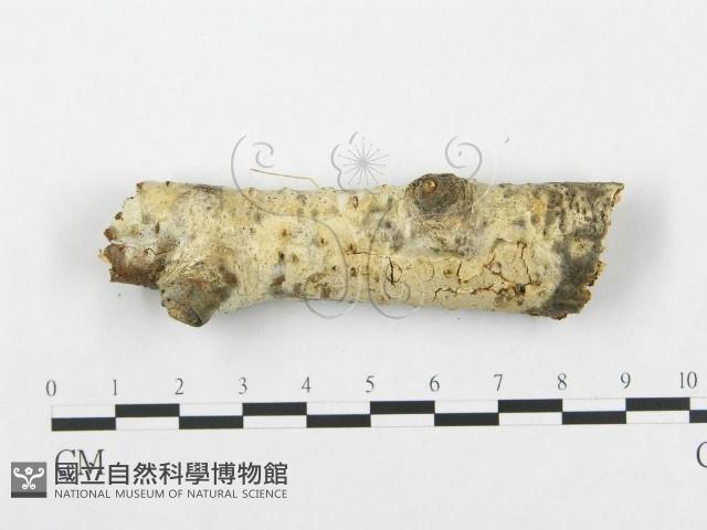 登錄號:F0015337藏品圖，第1張