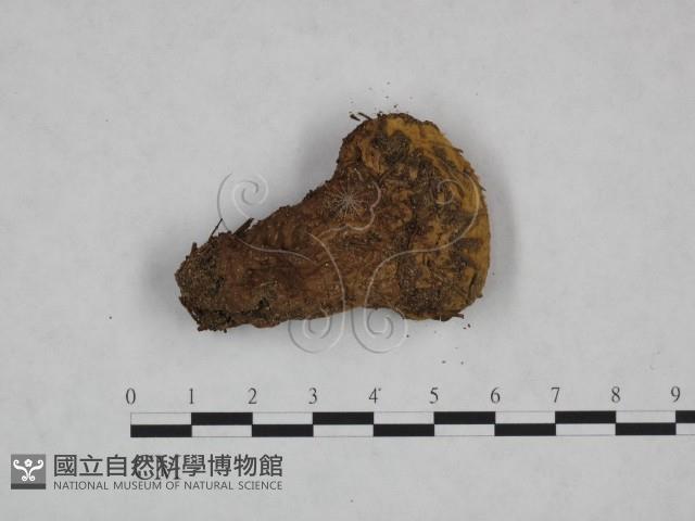 頭狀禿馬勃藏品圖，第1張