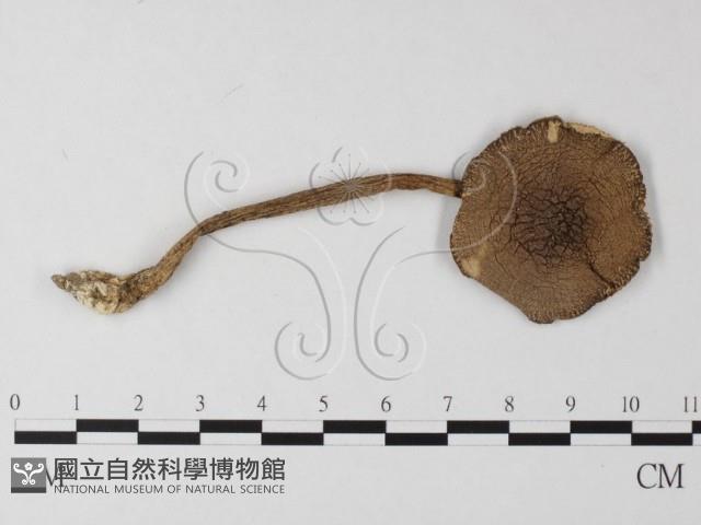 登錄號:F0003337藏品圖，第1張