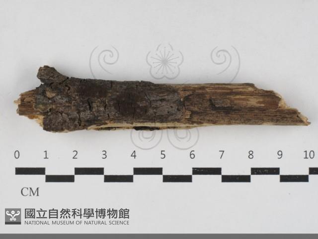 登錄號:F0033337藏品圖，第1張