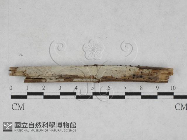 登錄號:F0028277藏品圖，第1張