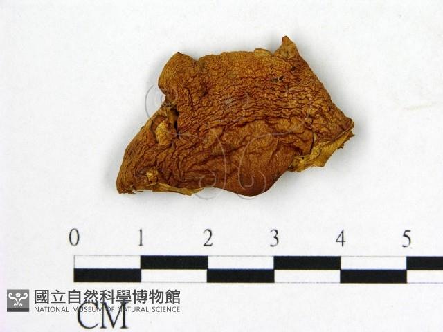 登錄號:F0020277藏品圖，第1張