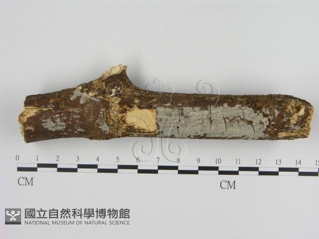 登錄號:F0000277藏品圖，第1張