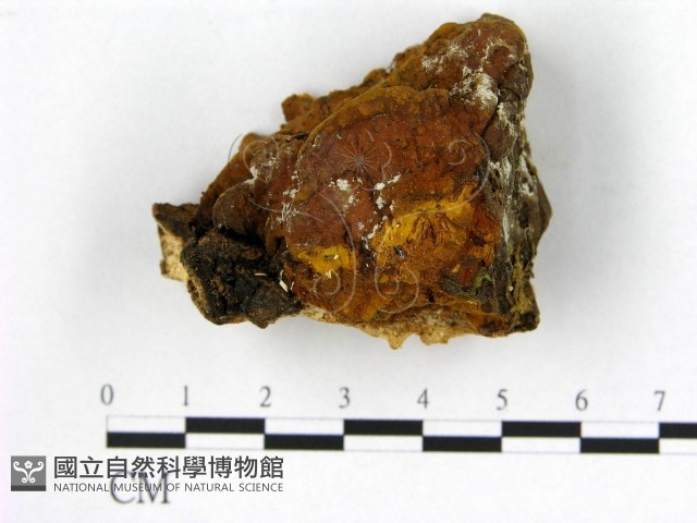 登錄號:F0006277藏品圖，第1張