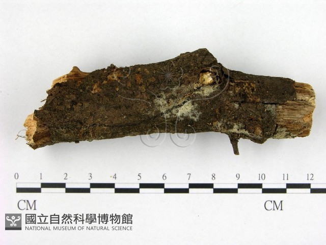 登錄號:F0016277藏品圖，第1張