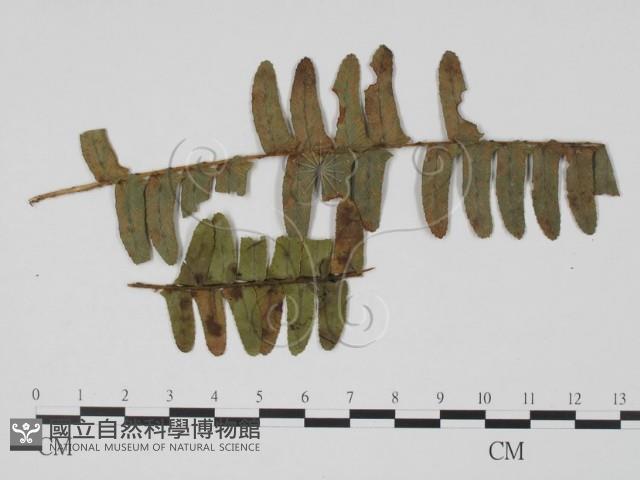 登錄號:F0021277藏品圖，第1張