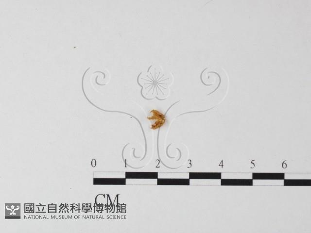 登錄號:F0011277藏品圖，第1張