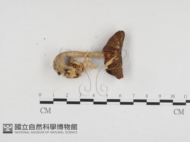 登錄號:F0024277藏品圖，第1張