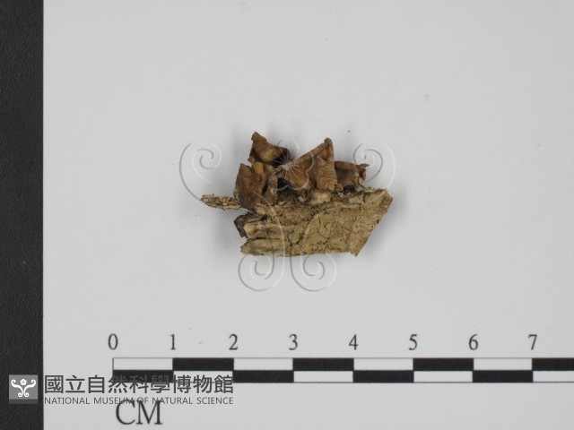 登錄號:F0014277藏品圖，第1張