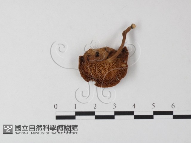 登錄號:F0022277藏品圖，第1張