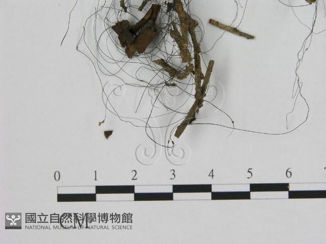 登錄號:F0012277藏品圖，第1張