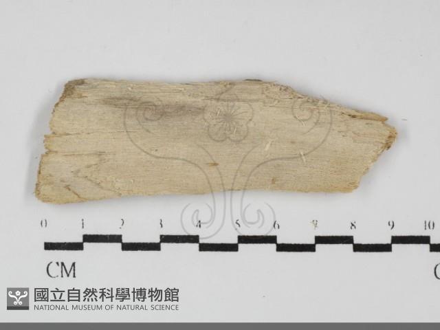 登錄號:F0032277藏品圖，第1張
