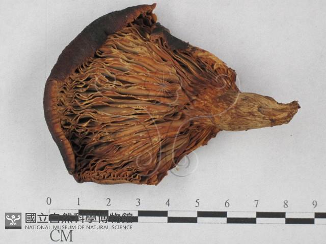 登錄號:F0027277藏品圖，第3張