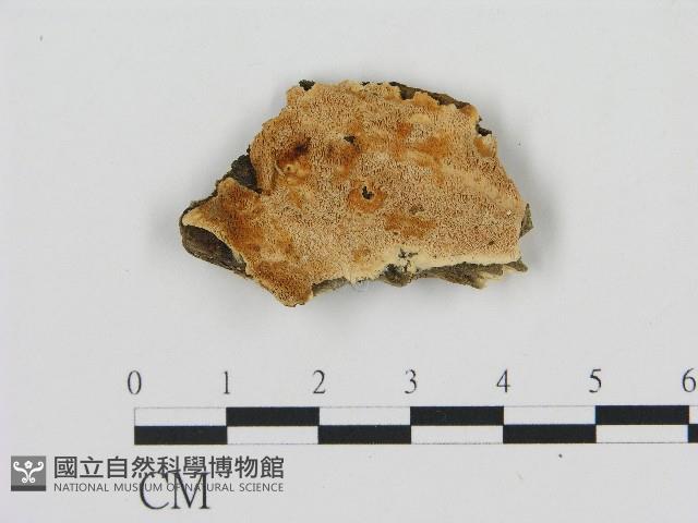 登錄號:F0017277藏品圖，第1張