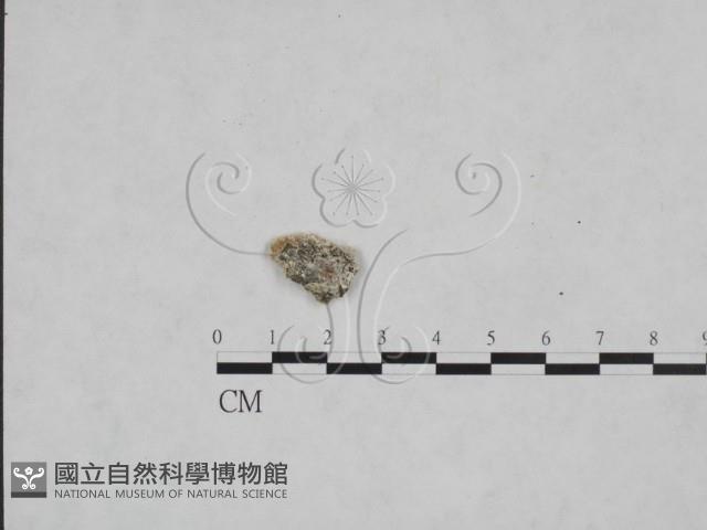 多年臥孔菌屬藏品圖，第1張