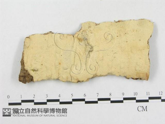 登錄號:F0015277藏品圖，第1張